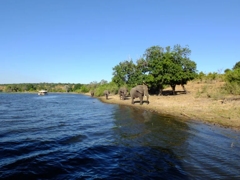 Selous Nyrere National Park (2)