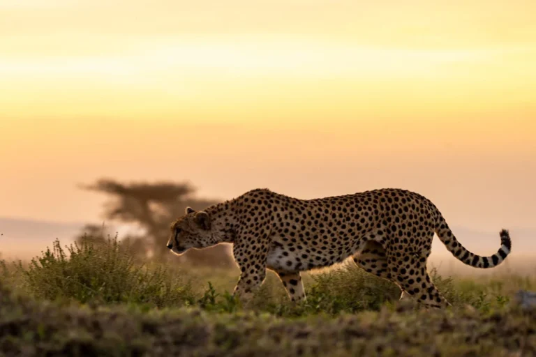 Serengeti wildlife safaris