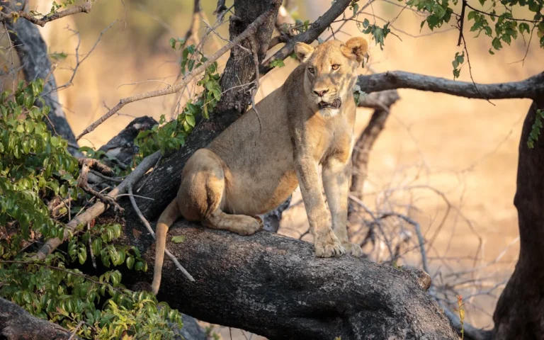 Lake Manyara National Park