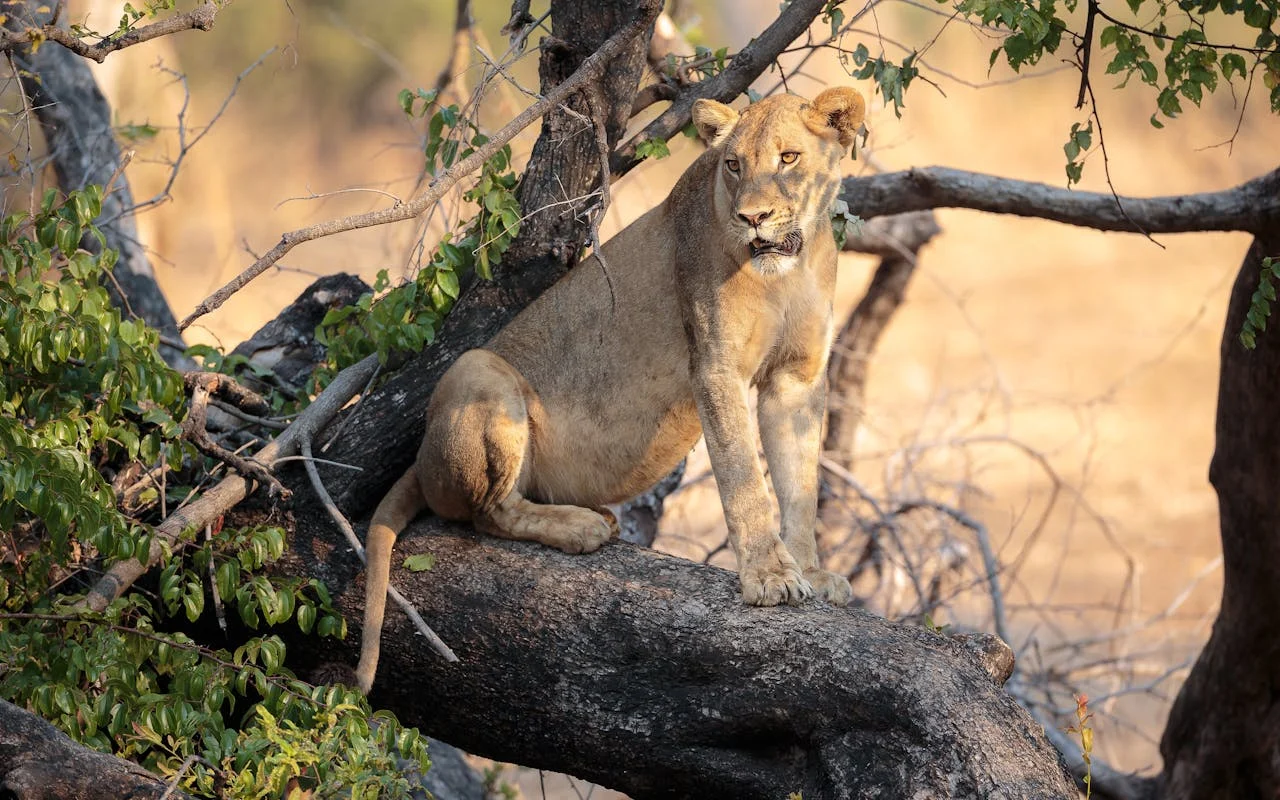 Lake Manyara National Park