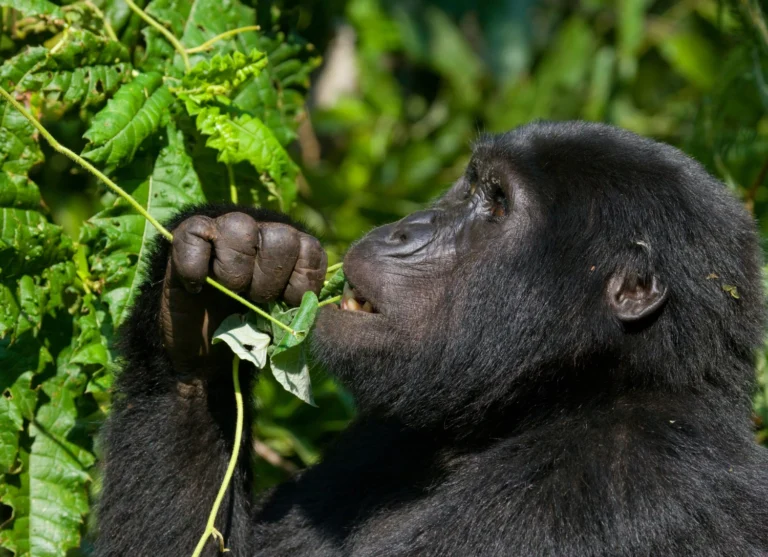 Bwindi 1