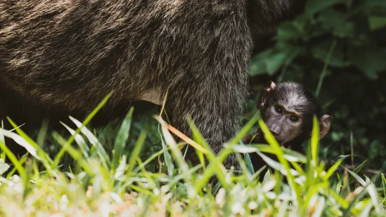Kibale National Park (3)