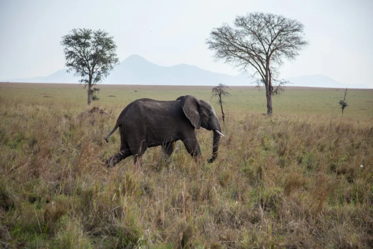 Kidepo Valley National Park (2)