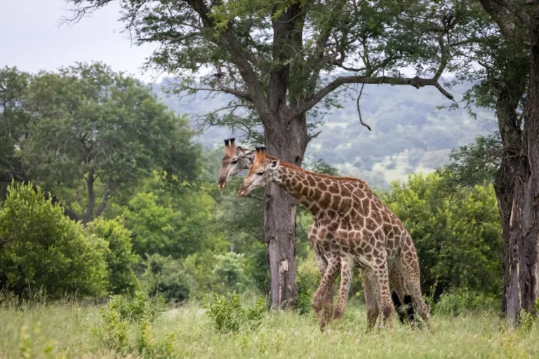 Kidepo Valley National Park