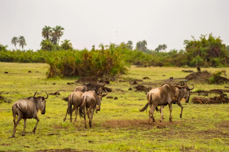 Laikipia Plateau (2)