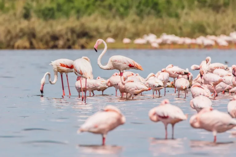 Lake Nakuru 5