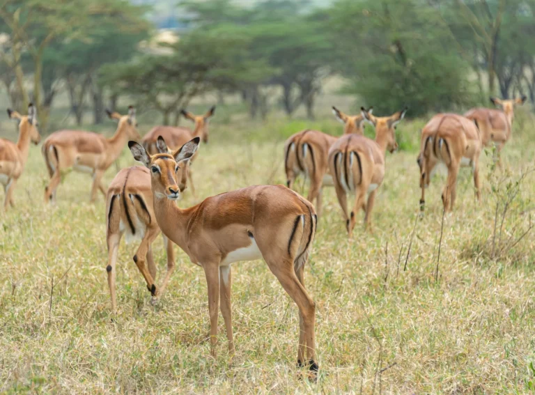 Samburu 3