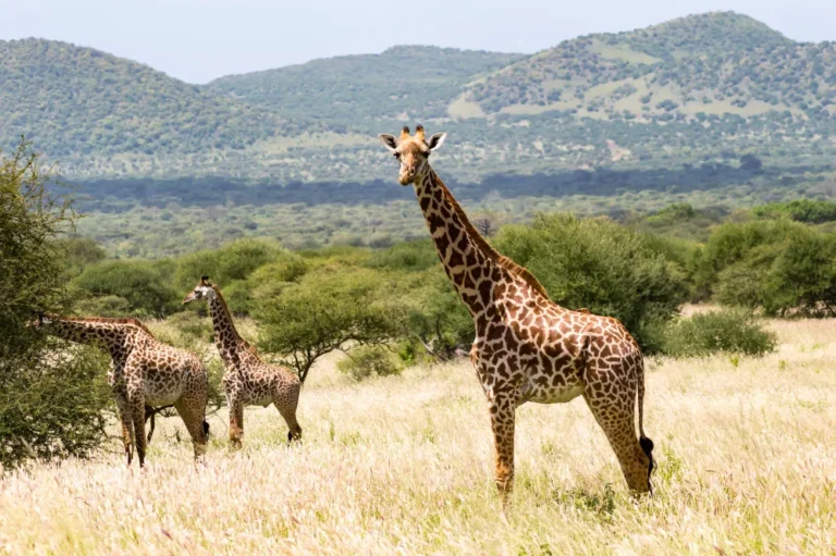 Tsavo Kenya 4