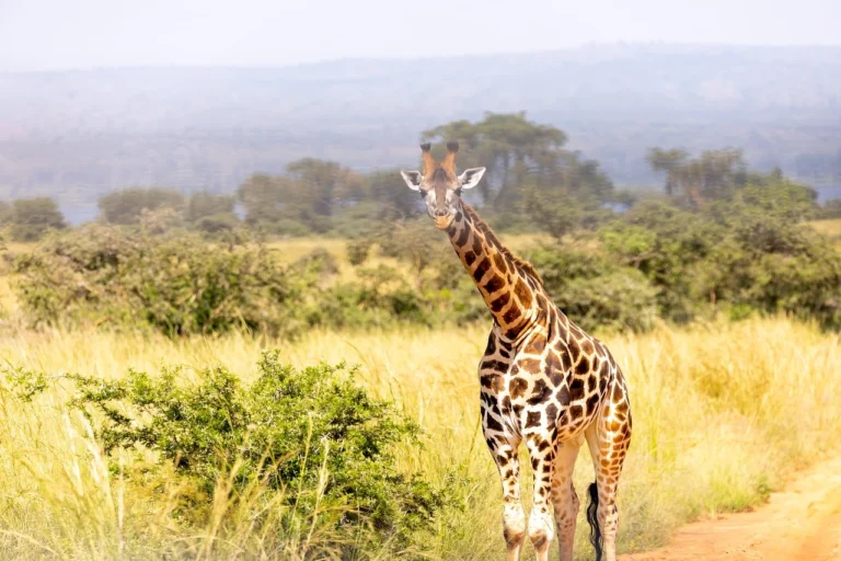 murchison falls national park 1