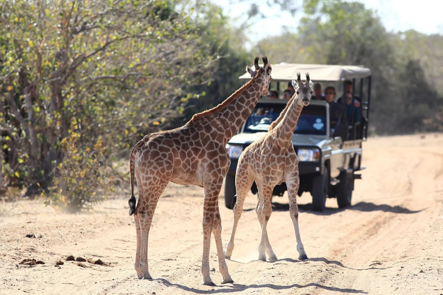 3 Days Mikumi Safari from Dar es Salaam by SGR Train