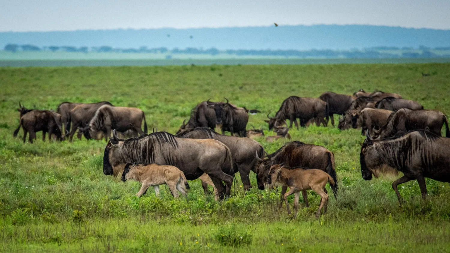 Green season landscape in the Serengeti with dramatic cloud formations
