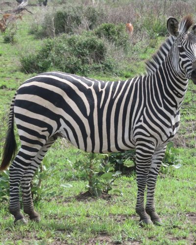 Nyerere National Park Nyerere National Park