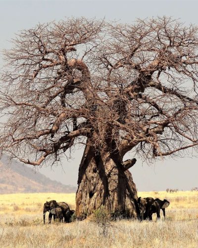 Tarangire National Park