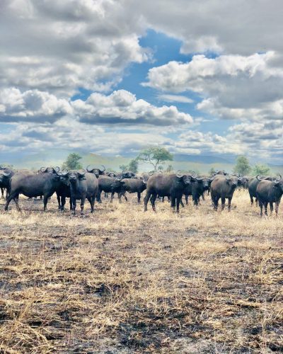 Mikumi National Park