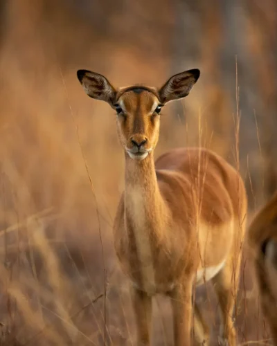 Impala Nyerere Impala Nyerere