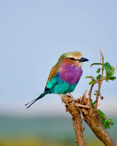 Kenya - Maasai Mara (3)