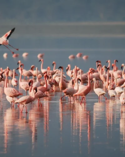 Lk Manyara (1) Lk Manyara (1)