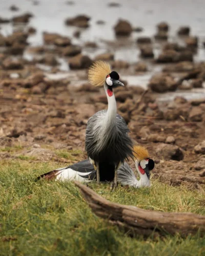 Lake Manyara National Park Lake Manyara National Park