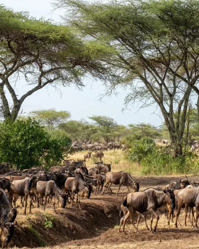 Masai-Mara-Kenya (2)