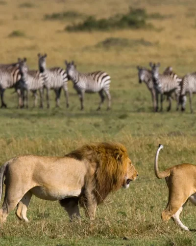 Masai mara national park (5)