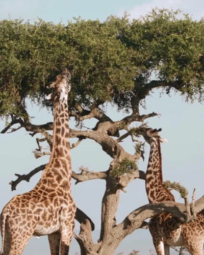 Mikumi – Giraffee (2) Mikumi - Giraffee (2)
