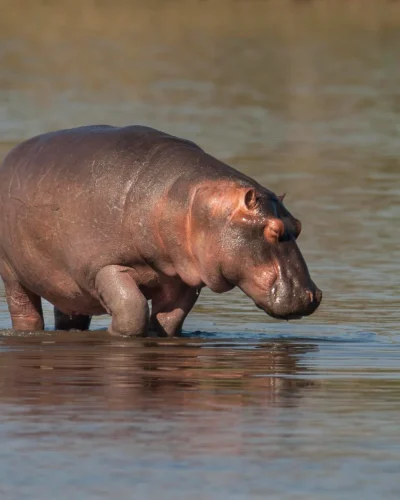 Mikumi National Park (6)