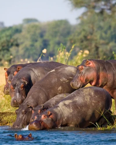Mikumi National Park