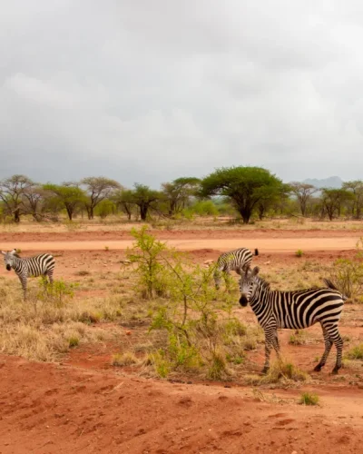 Mikumi Safaris (3) Mikumi Safaris (3)