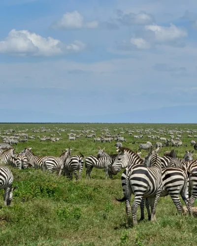 Ngorongoro (6) Ngorongoro (6)
