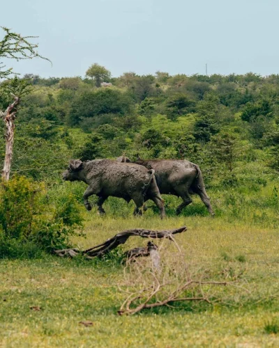 Nyerere National Park- Selous (4) Nyerere National Park- Selous (4)
