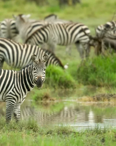 Serengeti (17) Serengeti (17)