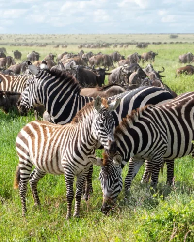 Serengeti (22) Serengeti (22)