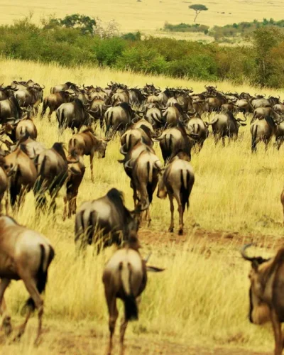 Serengeti (23) Serengeti (23)