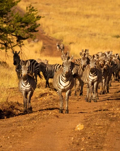 Serengeti (27) Serengeti (27)
