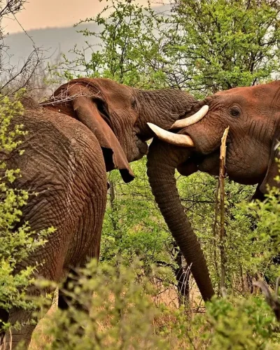 elephants-ngorongoro elephants-ngorongoro
