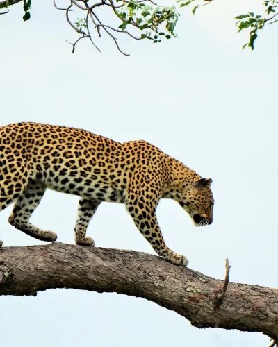 leopard-serengeti leopard-serengeti