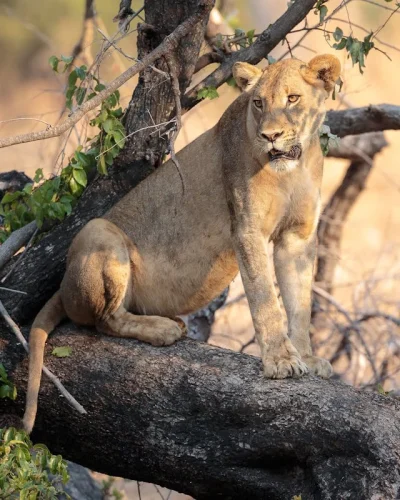 Lake Manyara National Park