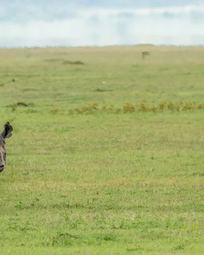ngorongoro crater tz ngorongoro crater tz