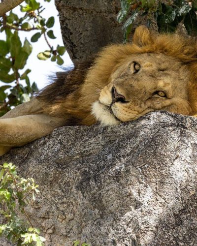 Ruaha National Park Ruaha National Park