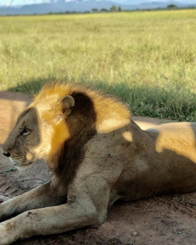 Lion in Mikumi National Park | Joining Trip From Zanzibar