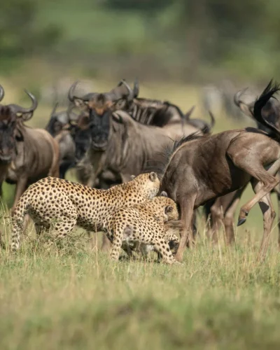 wildebeest-migration-calving (11)